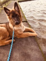 Fawn Dog 1-2-1 Dog Training Maidstone Kent Logo 