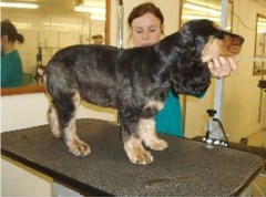 Mucky Puppys' Mobile Grooming Basingstoke Hampshire Logo 