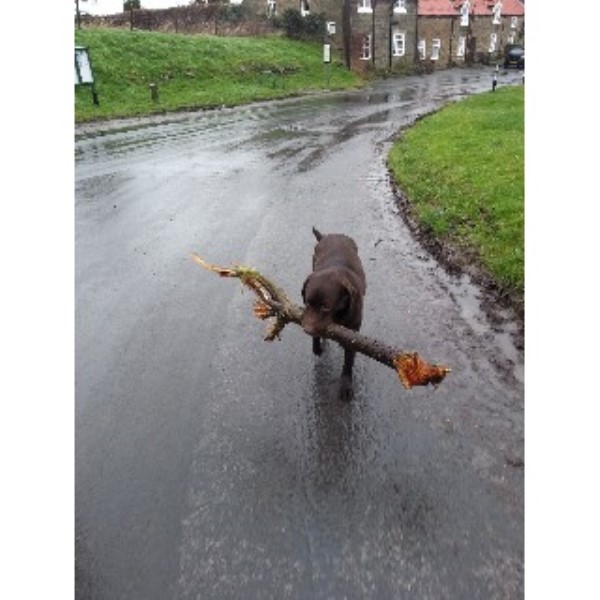 Wagging Tails of Ellerby