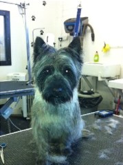 Le chien chic Winchester Hampshire Logo 