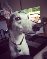 Henry Dog's Daycare Wisbech Cambridgeshire Logo 