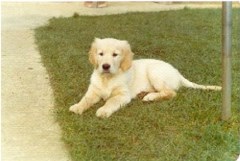 Paws Unlimited Northampton Northamptonshire Logo 