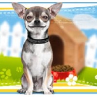 Waggy Dog Walking Services Hinckley Hinckley Leicestershire Logo 