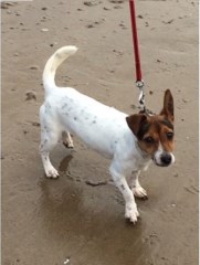 Sixsails Animal Care Nether Heage Derbyshire Logo 