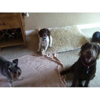 Petpals Catterick Richmond Northallerton Richmond North Yorkshire Logo 