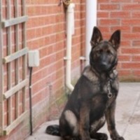 Top Rank Dog Training Aintree Merseyside Logo 