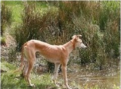 K9 Walker Harefield, Uxbridge Greater London Logo 