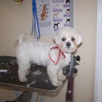 Funky Mutt Hutt Grooming Launceston Cornwall Logo 