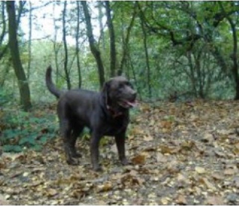 Bramcote Dog Walkers