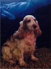 Horses to Hounds Pet & Equine Services FIfd Leven Fife Logo 