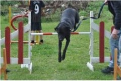Barton Dog Training Barrow Haven Lincolnshire Logo 