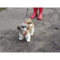 Moggies 'n' Doggies South Woodham Ferrers Essex Logo 