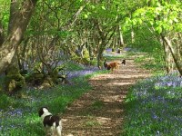 J's Dog Walks Charlwood, Horley Surrey Logo 