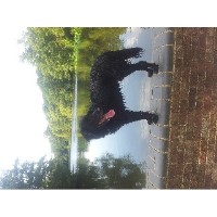 Dog Walk Delight Stanmore Greater London Logo 