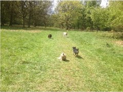 Happipets Eaton Bray Bedfordshire Logo 