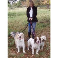 Daniels Dogs Caldicot Monmouthshire Logo 