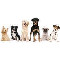 Wash Wiggle and Wag Melton Constable Norfolk Logo 