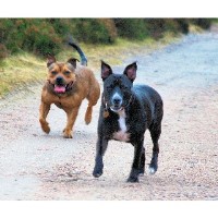 Berkshire Dog Walker And Pet Sitter Purley On Thames Berkshire Logo 