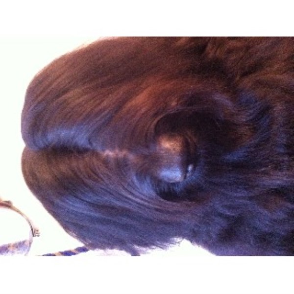 Ruff Cuts Dog Grooming