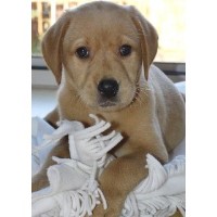 Teddy Bear Pet Care Ayr South Ayrshire Logo 