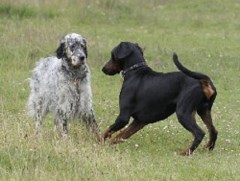 Dog Communication - Cos Mutts Need Manners ! Banstead Surrey Logo 
