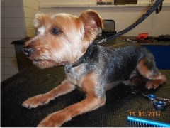 K9 Pride and Groom Pet Services Peckham Greater London Logo 