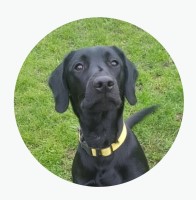 K9interaction HITCHIN Hertfordshire Logo 