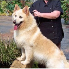  Swadlincote Derbyshire Logo 