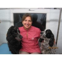 Waggy Tails Grooming Felsted Essex Logo 