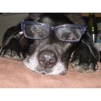 ChalfontPaws Gerrards Cross Chalfont St Peter Buckinghamshire Logo 