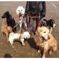 All 4 Pets Cambridge Cambridgeshire Logo 