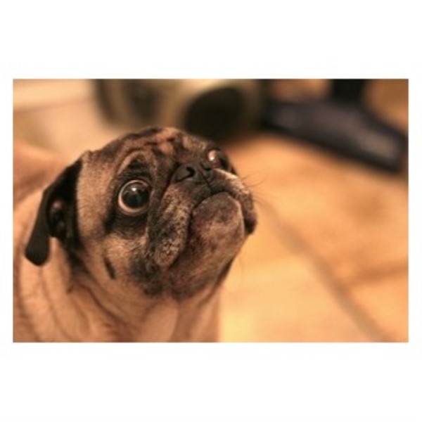 All Species Huge And Small