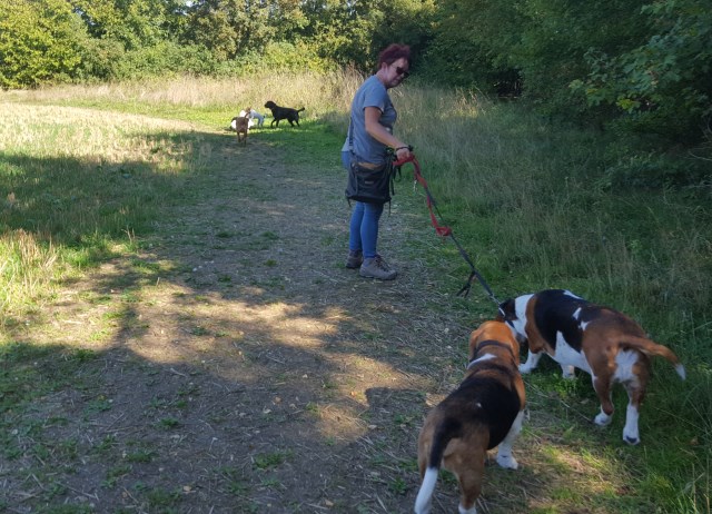 Packleaders - Dog Walkers in Stevenage & Knebworth