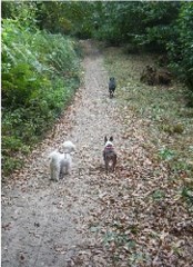 Canine Adventures Billericay Essex Logo 