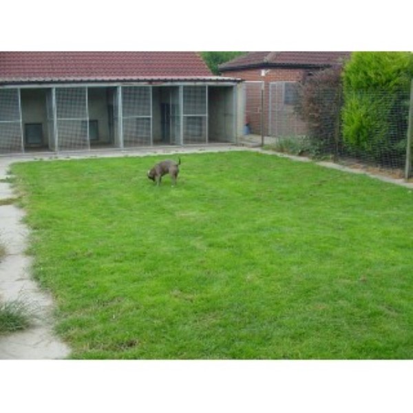 Three Acres Boarding kennels & Cattery