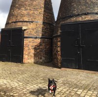 Pip's pet care Stoke on trent Staffordshire Logo 