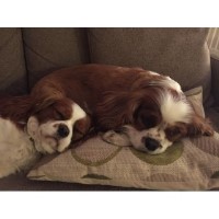 Paws Country Hotel Rudyard Leek Staffordshire Logo 