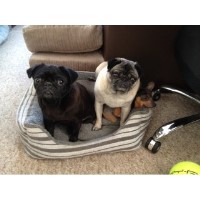 Paws and Hooves Beaconsfield Buckinghamshire Logo 