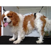 Fleabagz Bude Cornwall Logo 