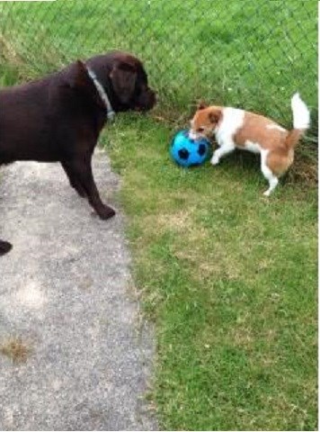 Patriot Dog Training Coupons near me in Bulverde | 8coupons Canine Comrades Helston, Cornwall TR13 8DD