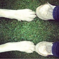 Dog Walk Plus Northolt Greater London Logo 