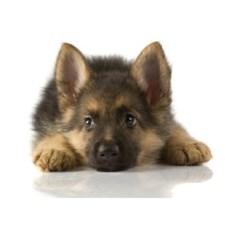 Pet Pawz Halesowen West Midlands Logo 