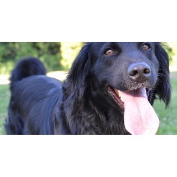 Roundhills Kennels and Cattery