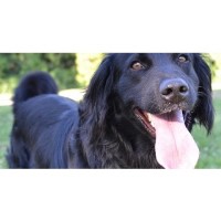 Roundhills Kennels and Cattery Marton, Near Ulverston Cumbria Logo 