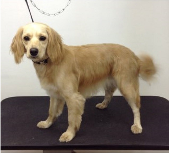 Kingly's Dog Grooming Salon Dartford