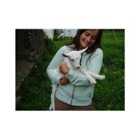 It's A Pets Life Redruth Cornwall Logo 