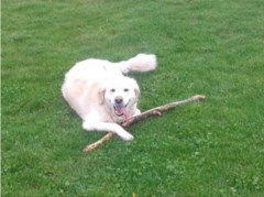 Hound Dogs Dunbar East Lothian Logo 