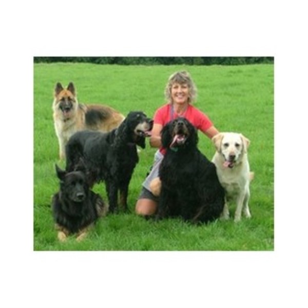 Home - K9training4u Happy Hounds Newton Abbot, Devon TQ12 1NU