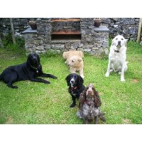 Kennel Maids - HOLIDAYS FOR DOGS Grange Over Sands Cumbria Logo 