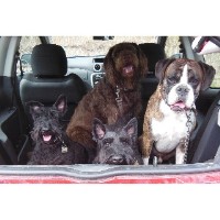 Helping Hands Pet Services Gateshead Tyne and Wear Logo 